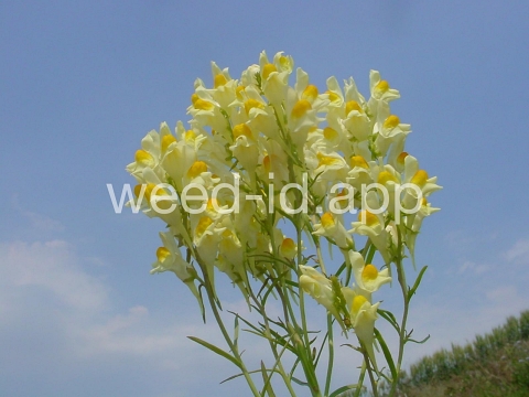 toadflax, yellow